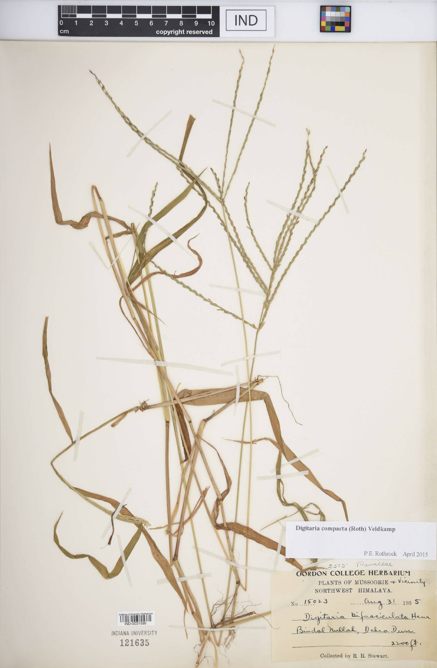 Digitaria compacta image