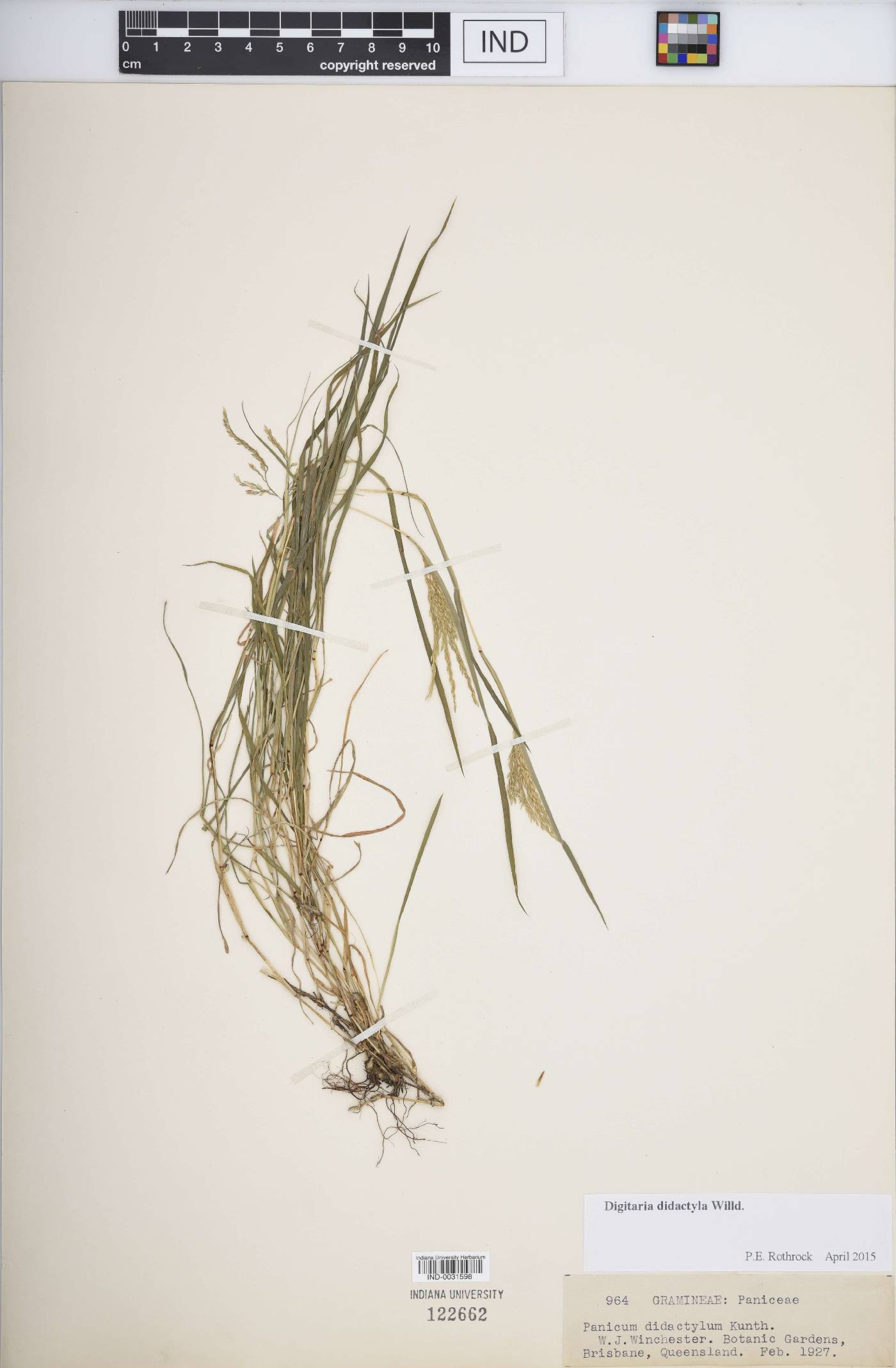 Digitaria didactyla image