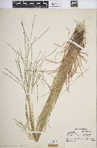 Digitaria filiformis image