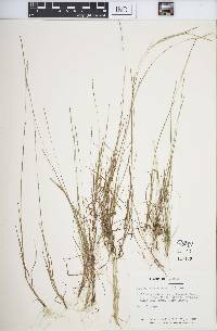 Digitaria filiformis image