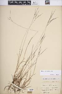 Digitaria filiformis image