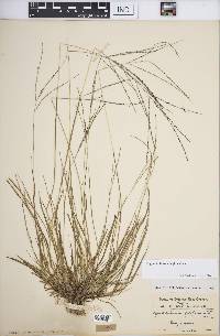 Digitaria filiformis image