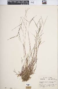 Digitaria ischaemum image