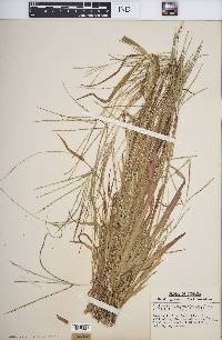 Digitaria ischaemum image