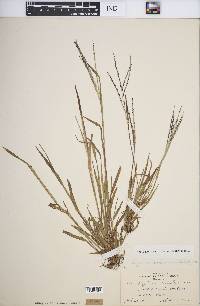 Digitaria ischaemum image