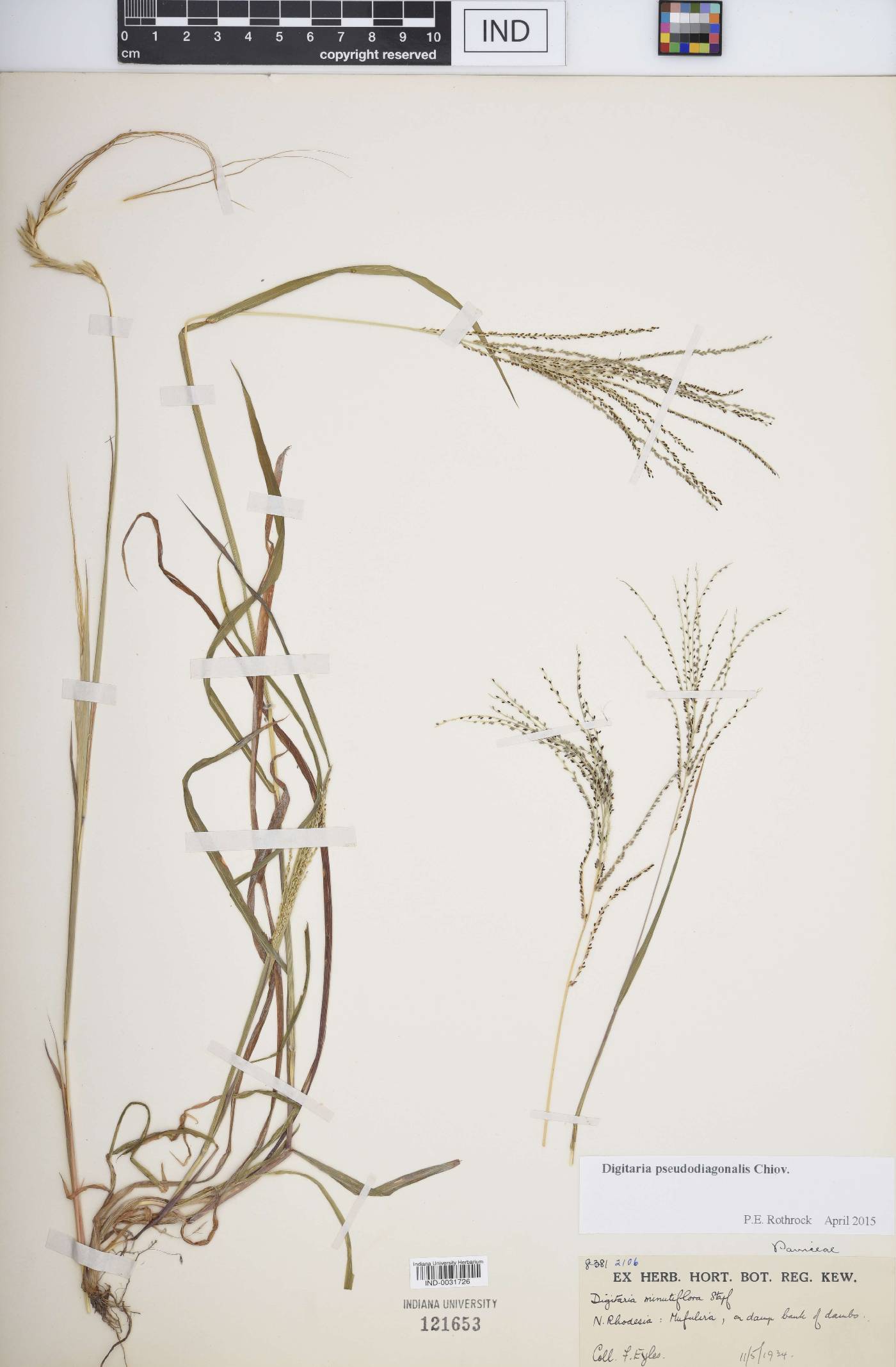 Digitaria pseudodiagonalis image