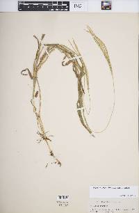 Digitaria setigera image