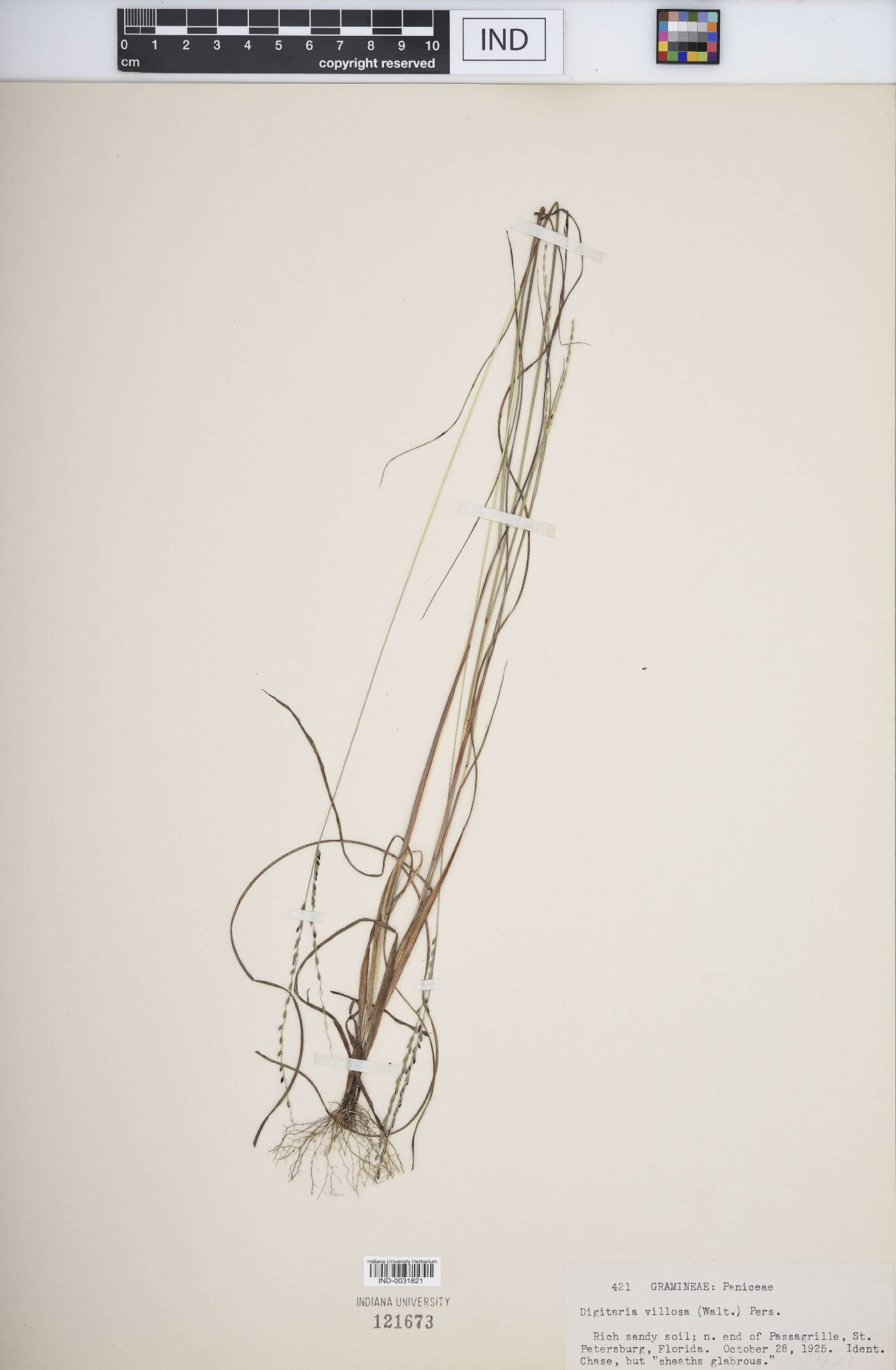Digitaria villosa image