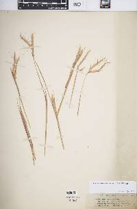 Diheteropogon amplectens image