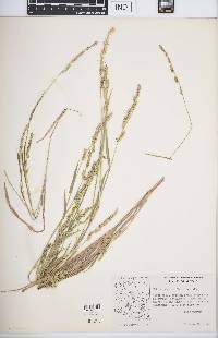 Echinochloa colona image