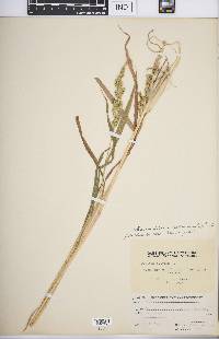 Echinochloa colona image