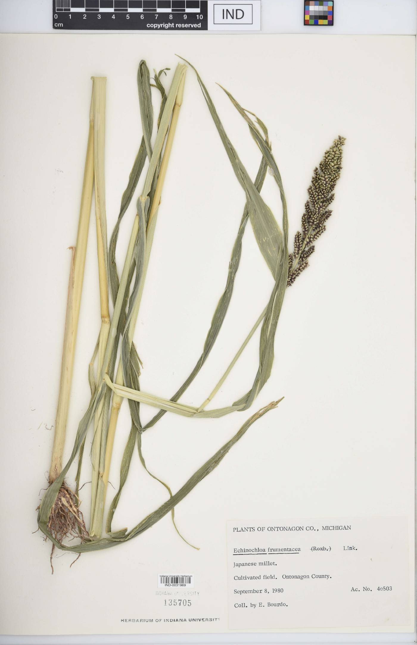 Echinochloa frumentacea image