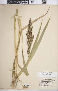 Echinochloa muricata var. microstachya image