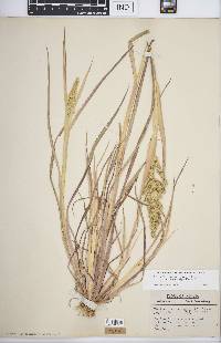 Echinochloa muricata var. microstachya image