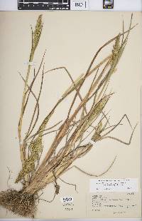 Echinochloa muricata var. microstachya image