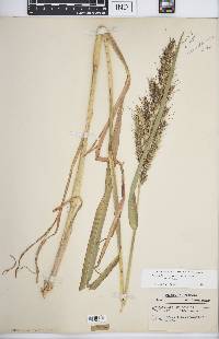 Echinochloa muricata var. muricata image