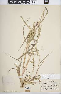 Echinochloa muricata var. muricata image