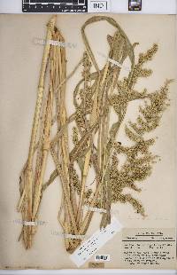 Echinochloa muricata var. muricata image