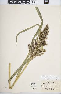 Echinochloa muricata var. muricata image