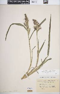 Echinochloa muricata var. muricata image