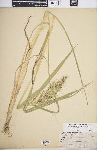 Echinochloa muricata var. muricata image