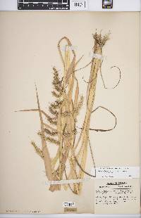 Echinochloa muricata var. muricata image