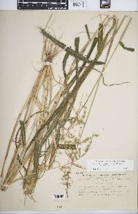 Echinochloa muricata var. muricata image