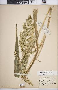 Echinochloa muricata var. muricata image