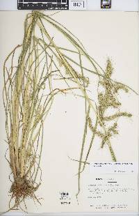 Echinochloa muricata var. muricata image