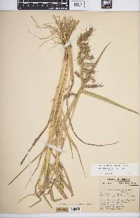 Echinochloa muricata var. muricata image