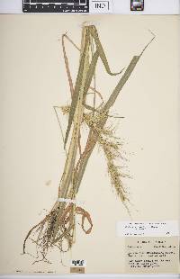 Echinochloa muricata var. muricata image