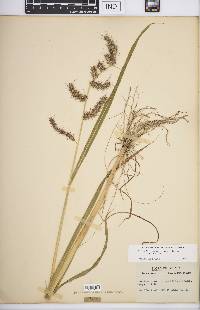 Echinochloa muricata var. muricata image