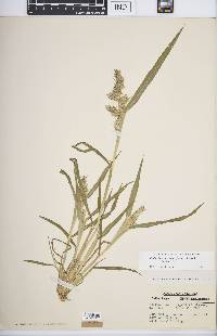 Echinochloa muricata var. muricata image