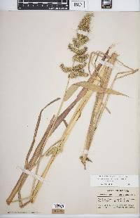 Echinochloa muricata var. muricata image