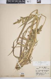 Echinochloa muricata var. muricata image