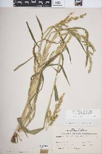 Echinochloa muricata var. microstachya image