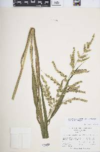 Echinochloa muricata var. microstachya image