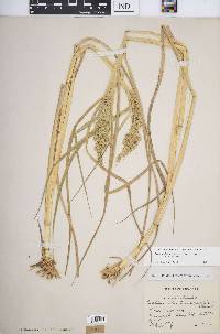 Echinochloa muricata var. muricata image