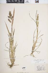 Echinochloa muricata var. muricata image