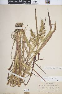 Echinochloa muricata var. muricata image