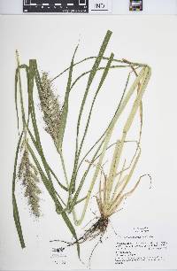 Echinochloa walteri image