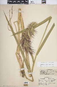 Echinochloa walteri image