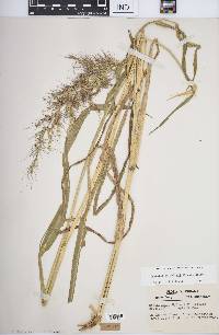 Echinochloa walteri image