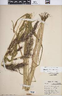 Echinochloa walteri image