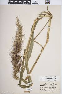 Echinochloa walteri image