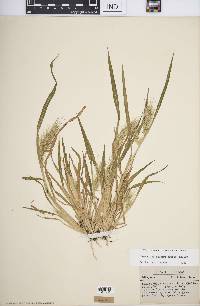 Echinochloa walteri image