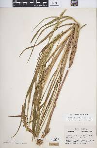 Echinochloa walteri image