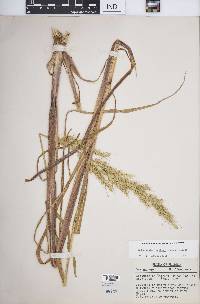 Echinochloa walteri image