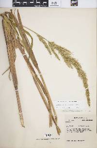 Echinochloa walteri image