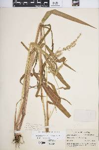 Echinochloa walteri image